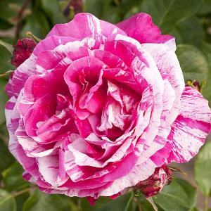 Raspberry Cream Twirl Climbing Rose 4L