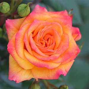 'Redova' Climbing Rose 5L