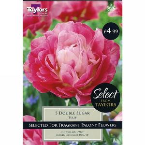 Tulip Double Sugar (5 Bulbs)