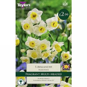 Narcissi Avalanche (5 Bulbs)