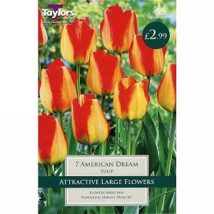 Tulip American Dream (7 Bulbs)