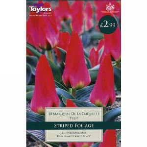 Tulip Greigii Marquise De La Coquette (10 Bulbs)