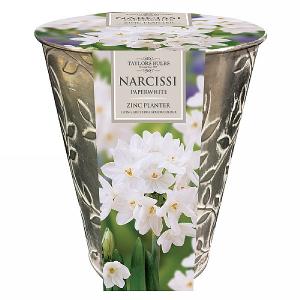 Narcissi Paperwhite Zinc Planter
