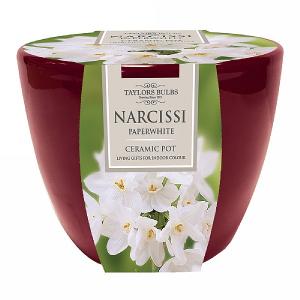 Narcissi Paperwhite Indoor Ceramic Pot