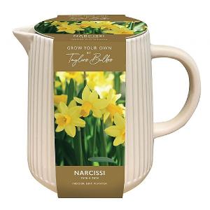 Narcissi Tete a Tete Indoor Ceramic Jug