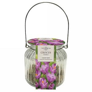 Purple Crocus Indoor Glass Vase
