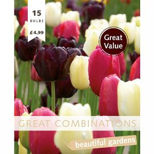 Great Combination Tulip Late Black, Pink & White (15 Bulbs)