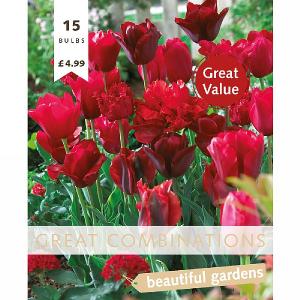Great Combination Tulip Red Shades (15 Bulbs)