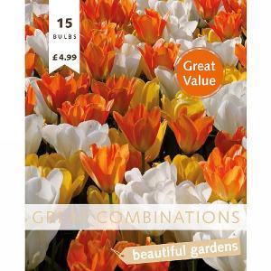 Great Combination Tulip White, Yellow & Orange (15 Bulbs)