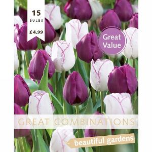 Great Combination Tulip Triumph Purple & White (15 Bulbs)