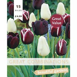 Great Combination Tulip Triumph Black Blend (15 Bulbs)