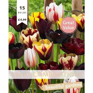 Great Combination Tulip Mystic Blend (15 Bulbs)