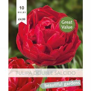 Tulip Double Salcido (10 Bulbs)