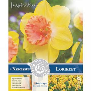 Narcissus 'Lorikeet' (4 Bulbs)