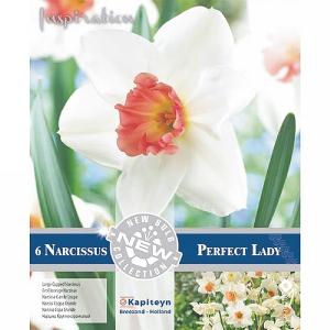 Narcissus 'Perfect Lady' (6 Bulbs)