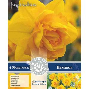 Narcissus Heamoor (6 Bulbs)