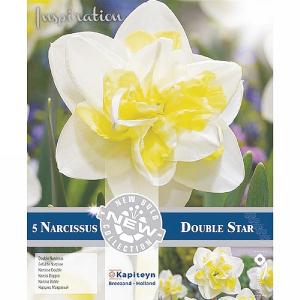 Narcissus 'Double Star' (5 Bulbs)