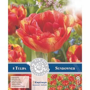 Tulip Double Late Sundowner (8 Bulbs)