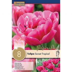Tulip Sunset Tropical (8 Bulbs)