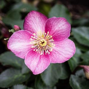 Helleborus orientalis Madame Lemonnier 2L