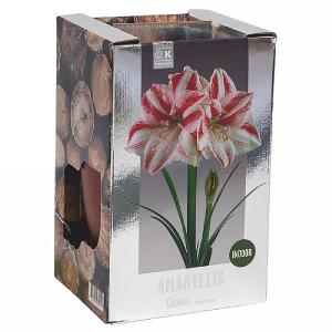 Amaryllis Clown