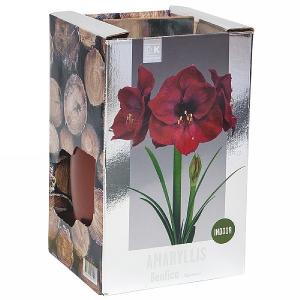 Amaryllis Benfica