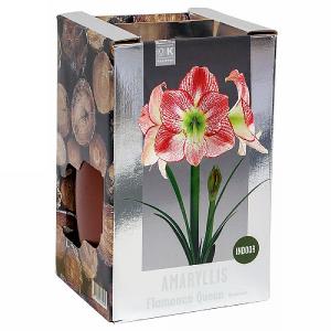 Amaryllis Flamenco Queen