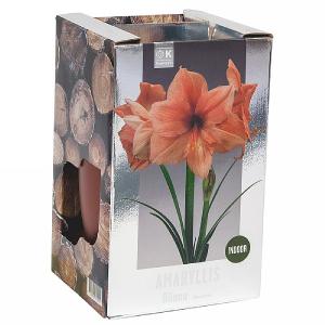 Amaryllis Rilona