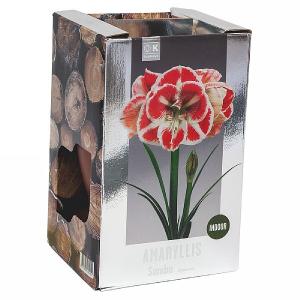 Amaryllis Samba