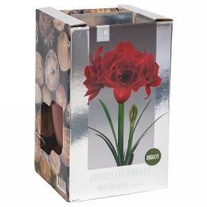 Amaryllis Red Dragon