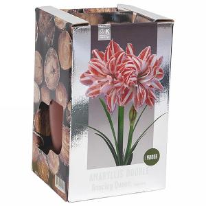 Amaryllis Dancing Queen