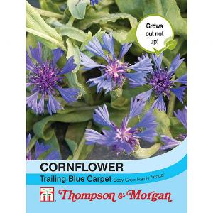 Thompson & Morgan Cornflower Trailing Blue Carpet