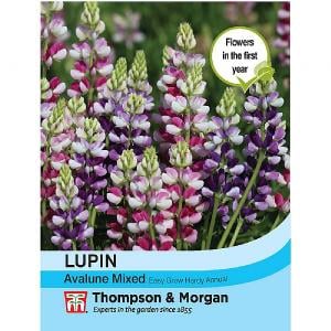 Thompson & Morgan Lupin Avalune Mixed