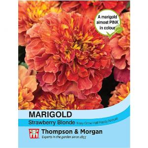Thompson & Morgan Marigold Strawberry Blonde (French)