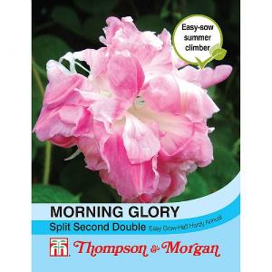 Thompson & Morgan Morning Glory Split Second Double