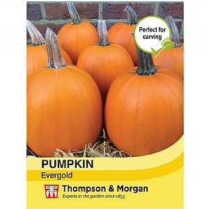 Thompson & Morgan Pumpkin Evergold Seeds