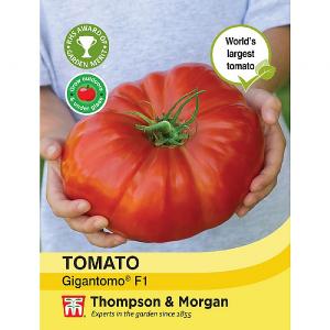 Thompson & Morgan Tomato Gigantomo F1 Hybrid Seeds