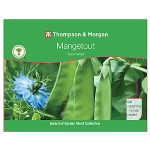 Thompson & Morgan Award of Garden Merit Mangetout Pea Snow Wind