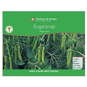 Thompson & Morgan Award of Garden Merit Mangetout Pea Sugar Lace