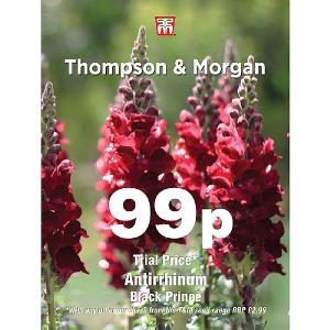 Thompson & Morgan Antirrhinum Black Prince 