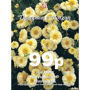 Thompson & Morgan Chrysanthemum Primrose Gem 