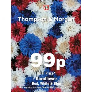 Thompson & Morgan Cornflower Red, White & Blue