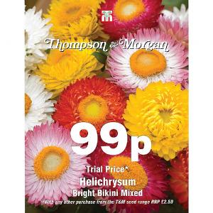 Thompson & Morgan Helichrysum Bright Bikini Mixed 