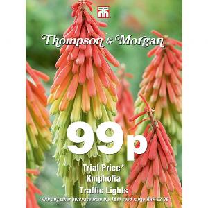 Thompson & Morgan Kniphofia Traffic Lights 