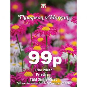 Thompson & Morgan Pyrethrum T&M Single Mixed