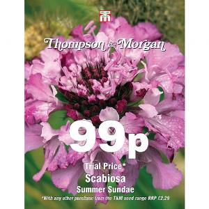 Thompson & Morgan Scabiosa Summer Sundae 