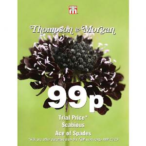 Thompson & Morgan Scabious Ace Of Spades 