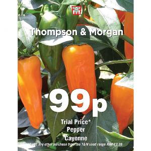 Thompson & Morgan Pepper Cayenne 