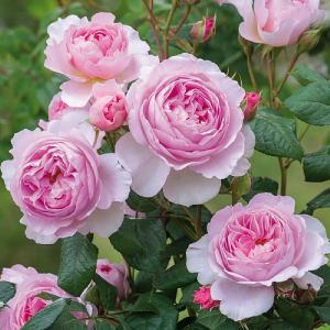 The Ancient Mariner English Shrub Rose 6L