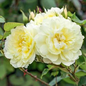 Imogen Shrub Rose 6L